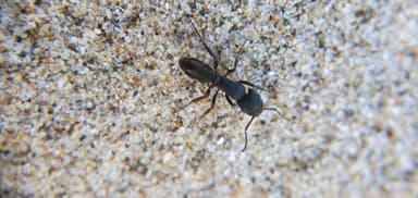 Rhytidoponera metallica photo 176