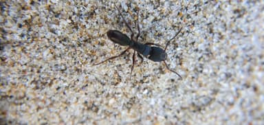 Rhytidoponera metallica photo 177