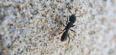 Rhytidoponera metallica photo 178