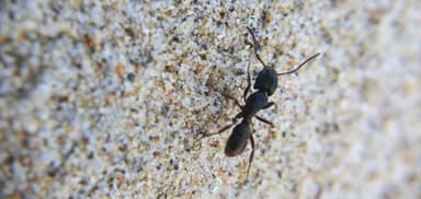 Rhytidoponera metallica photo 179