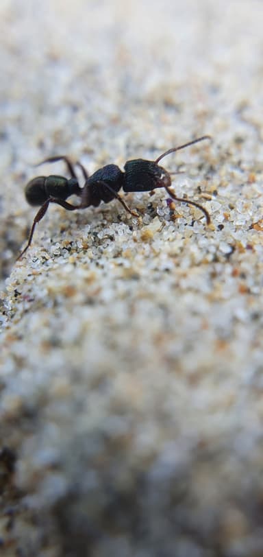 Rhytidoponera metallica photo 180