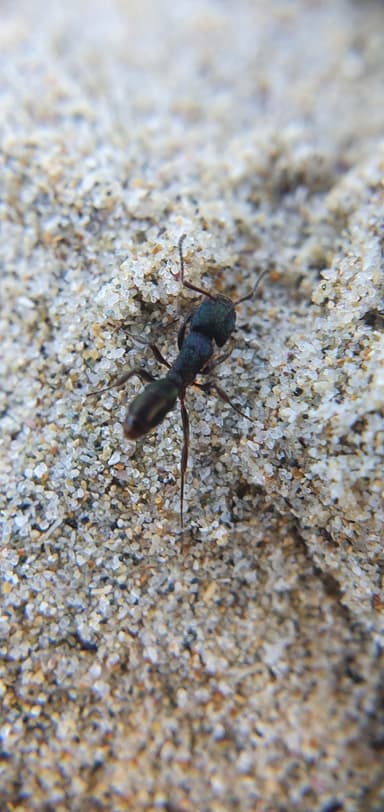 Rhytidoponera metallica photo 181