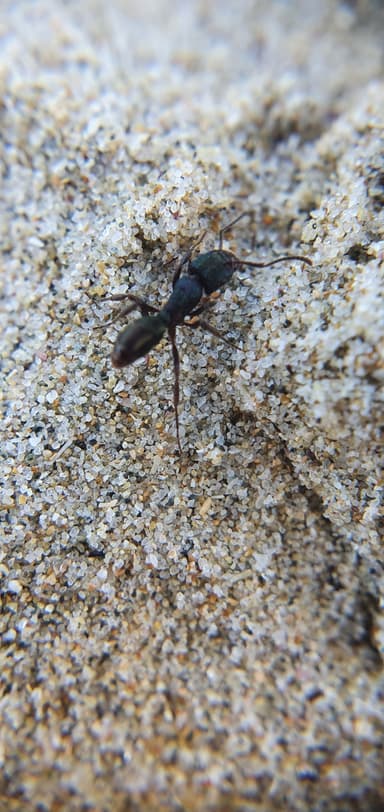 Rhytidoponera metallica photo 182