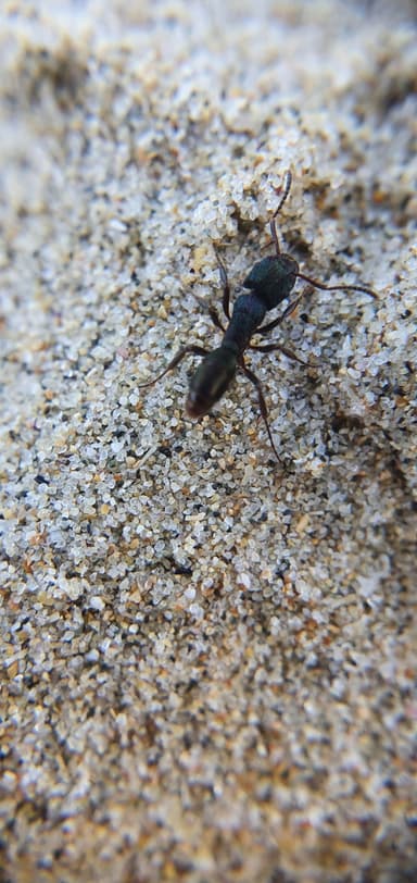 Rhytidoponera metallica photo 184