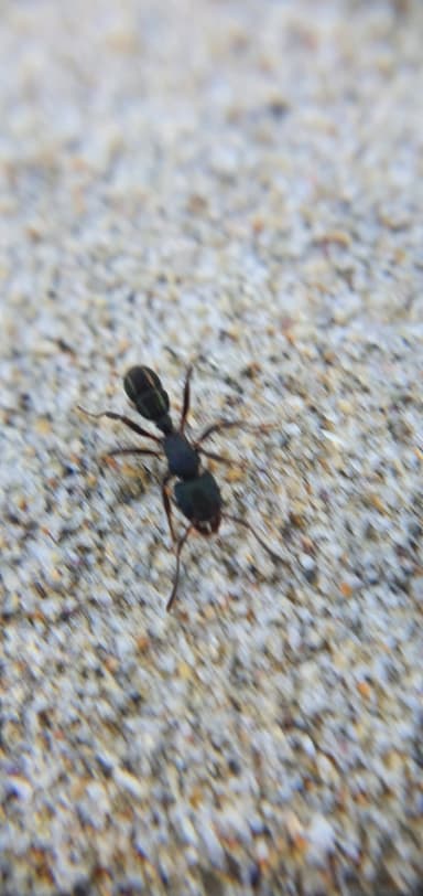 Rhytidoponera metallica photo 185