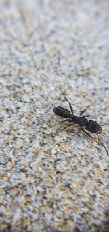 Rhytidoponera metallica photo 186