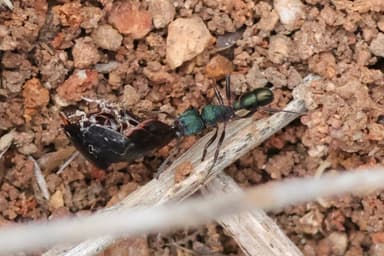 Rhytidoponera metallica photo 187