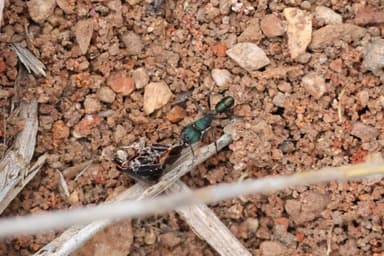 Rhytidoponera metallica photo 188