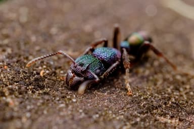Rhytidoponera metallica photo 189