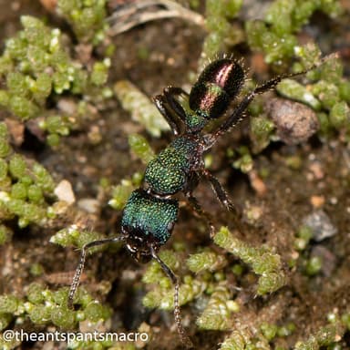 Rhytidoponera metallica photo 190