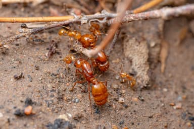 Solenopsis aurea — queen photo 1