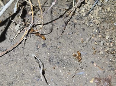 Solenopsis aurea — queen photo 2