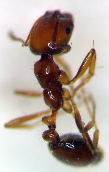Solenopsis aurea photo 4