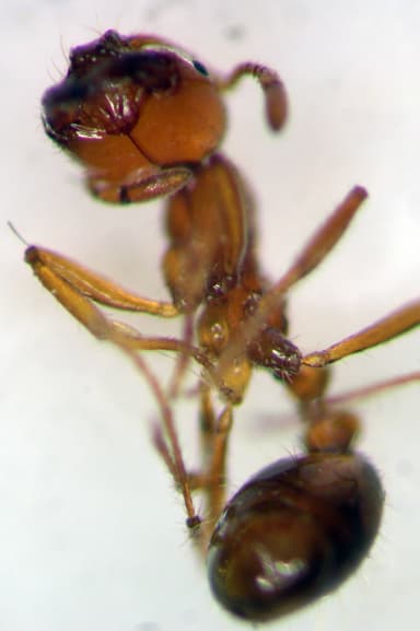 Solenopsis aurea photo 5