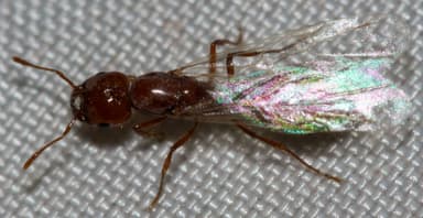 Solenopsis aurea photo 6