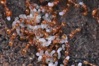 Solenopsis aurea photo 7