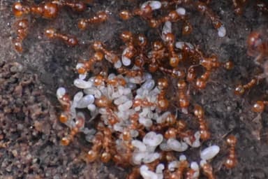 Solenopsis aurea photo 8