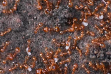 Solenopsis aurea photo 9
