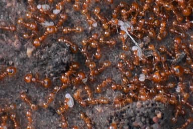 Solenopsis aurea photo 10