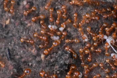 Solenopsis aurea photo 11