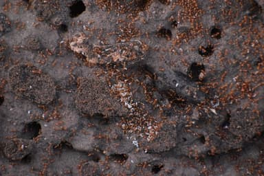 Solenopsis aurea photo 12