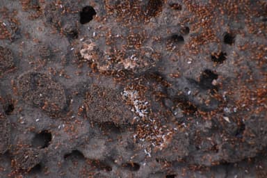 Solenopsis aurea photo 13