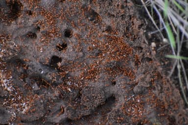 Solenopsis aurea photo 14