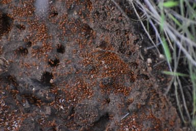 Solenopsis aurea photo 15