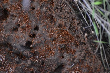 Solenopsis aurea photo 16