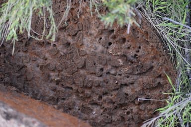 Solenopsis aurea photo 17