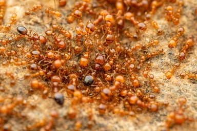 Solenopsis aurea photo 18