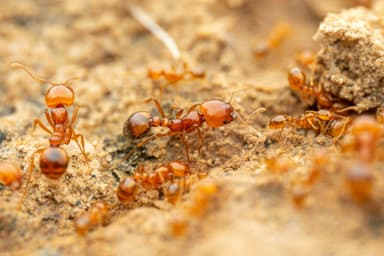 Solenopsis aurea photo 19