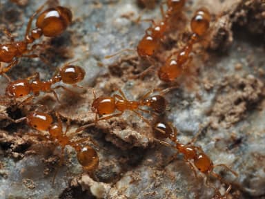 Solenopsis aurea photo 20