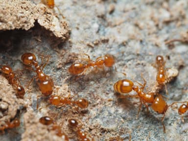Solenopsis aurea photo 21