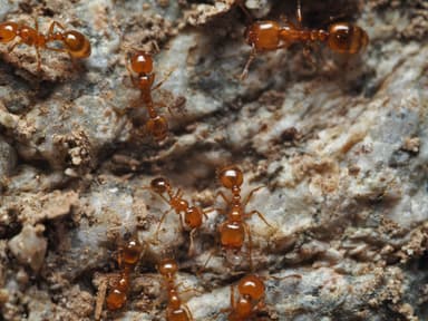 Solenopsis aurea photo 22