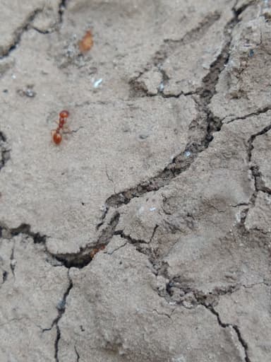 Solenopsis aurea photo 23