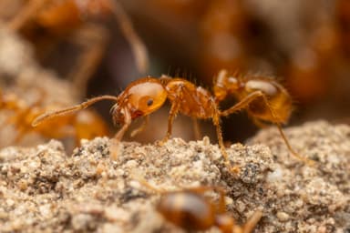 Solenopsis aurea photo 24