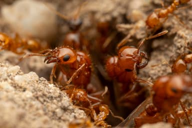 Solenopsis aurea photo 25