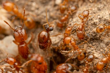 Solenopsis aurea photo 26