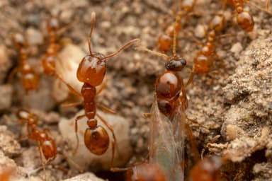 Solenopsis aurea photo 27