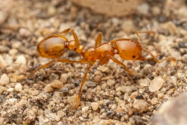 Solenopsis aurea photo 28