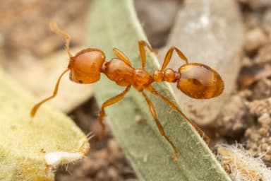 Solenopsis aurea photo 29