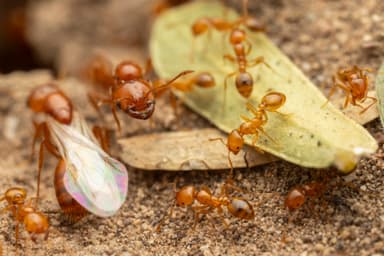 Solenopsis aurea photo 30