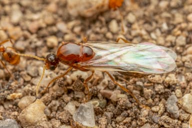 Solenopsis aurea photo 31