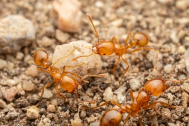 Solenopsis aurea photo 32
