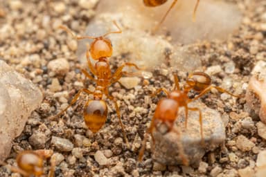 Solenopsis aurea photo 33