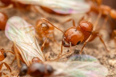 Solenopsis aurea photo 34