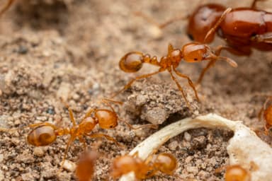 Solenopsis aurea photo 35