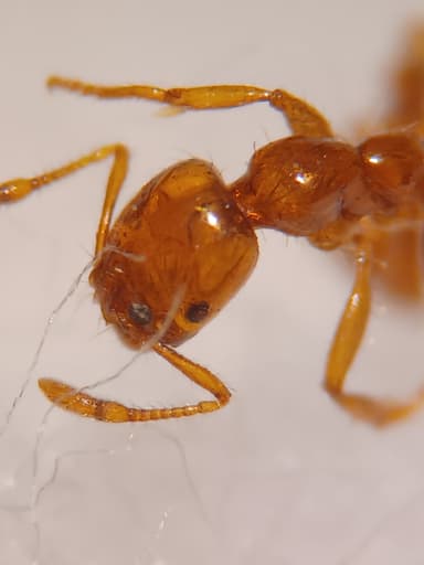 Solenopsis aurea photo 36