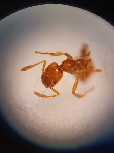 Solenopsis aurea photo 37